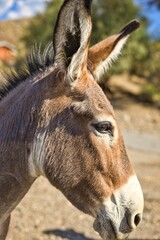 Portrait eines Esels von der Seite