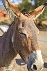 Portrait eines Esels mit geschlossenen Augen