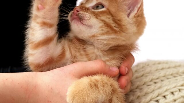 Red kitten licking hand of owner. Little cat playing with kid girl at home