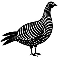 duck isolated on white