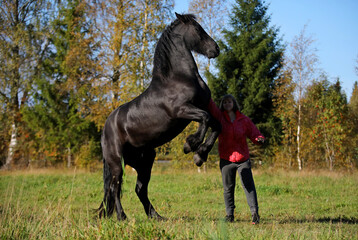 The smartest in the world Beautiful trained shaggy black stallion Stands on his hind legs next to a girl