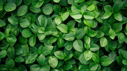 Green businesses adopt responsible sourcing of raw materials.
