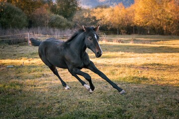 the young horse goes crazy and runs away