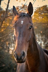 Obraz premium beautiful autumn portrait of a brown mare,portrait of a horse