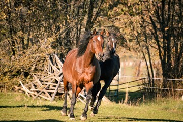 the foal runs along with its mother
