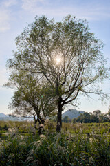 햇살을 품고 있는 가을의 나무