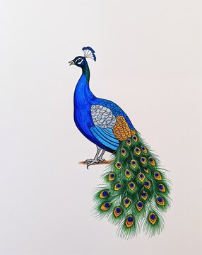 recommend clip art: hand drawing Peacock clipart on plain white background