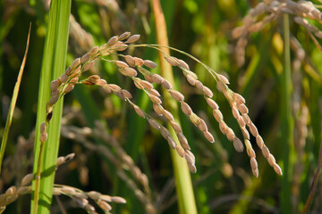 가을철 고개 숙인 벼 이삭