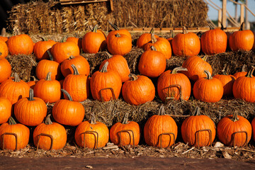 texture of lots of orange pumpkins on autumn festival 