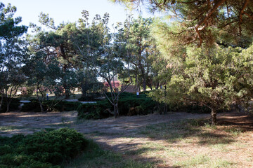 The shadow of a tree on the ground and a bench in the park  in the walnut grove of Anapa in summer