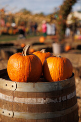 Lots of orange pumpkins on a wooden benches as a decoration on harvest autumn festival on farm