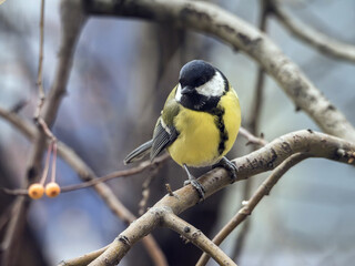 Great tit-mouse sitting on a winter apple tree . Close-up