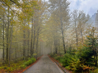 Fototapeta premium forest road in fog in autumn. foggy wether. autumn colors. atmospheric. fall aesthetic. golden autumn. nature pattern 