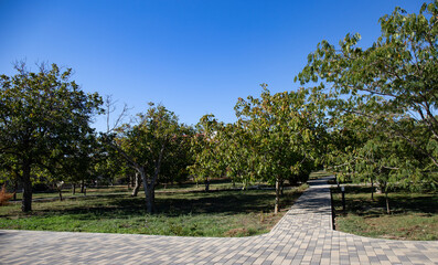 stone tile path in the walnut grove of Anapa in summer