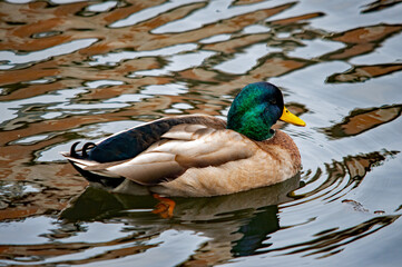 Stockentenmännchen in Nahaufnahme auf dem Wasser