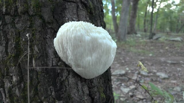 A closeup shot of a white Lions Mane, toothlike fungus growing on the trunk of a tree in a forest. The fungus is in focus, while the background of trees and forest floor is blurred.