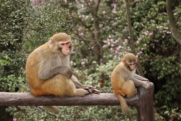 Mother and Baby Monkey