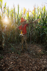 A scarecrow on a green cornfield with a pumpkin had, shirt corns and watering pot, Halloween fair 