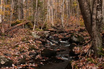 Brook tumbling over moss covered rocks in northeastern Vermont shortly after peak fall foliage
