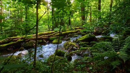 idyllischer Wildwasserbach im grünen lichtdurchflutetem märchenhaftem Wald mit moosbedeckten...