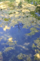 reflection of trees in the water