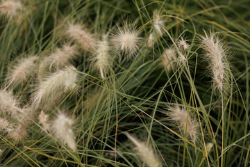 Green field with puffy flowers plants for decoration 