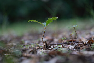 Young oak and its little brother