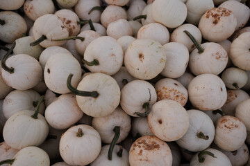 Autumn texture of white small pumpkins good for decoration 
