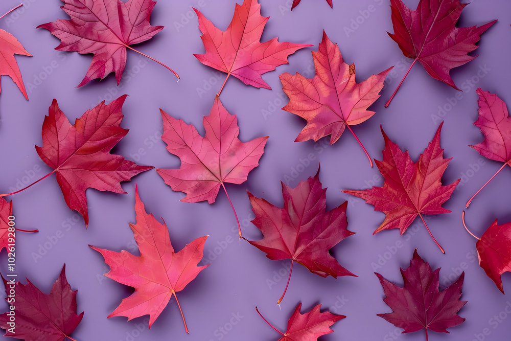 Poster red maple leaves on a purple background. top view. abstract autumn pattern with red fall foliage in 