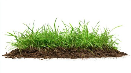 Fresh Green Grass Growing in Soil