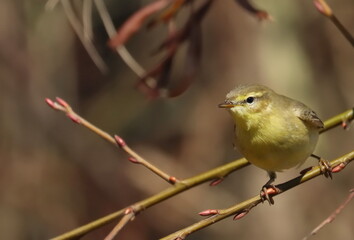 Common Chiffchaff on branch, phylloscopus collybita, birds of Montenegro