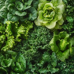 Close-up of leafy greens in a garden