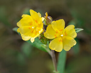 A macro image of twin yellow flowers of Pine Barren Frostweed, Helianthemum corymbosum, on a blurred background. An subshrub perennial native to the Southeastern United States.