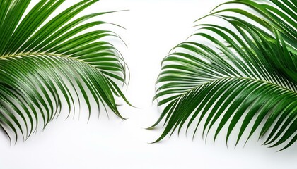 Fototapeta premium lush green curved palm leaves on white background overlay