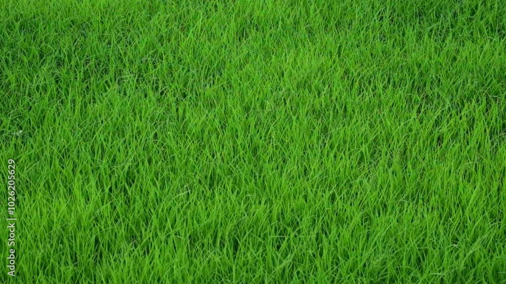 Poster rice seeds in the nursery swaying in the wind. abstract shapes, patterns and textures of rice seedli