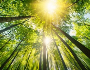 Obraz premium sun beams with bright defocused lights bokeh in a blurred spring forest natural real springtime or summer background concept with green trees from below