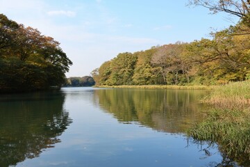 Obraz premium Tranquil river reflection amidst autumn foliage at a serene forested landscape