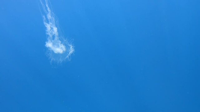 jellyfish, sea animals, poisonous animals, poisonous jellyfish, beautiful jellyfish, sea fish, saltwater fish, soft animals, video jellyfish, videos in the ocean,