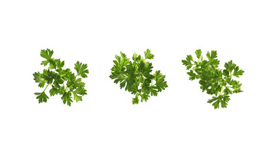  Parsley falling on white background