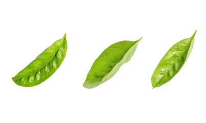 Pea leaf falling on transparent background