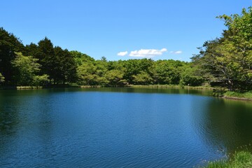 Tranquil summer afternoon at a serene lake surrounded by lush green trees