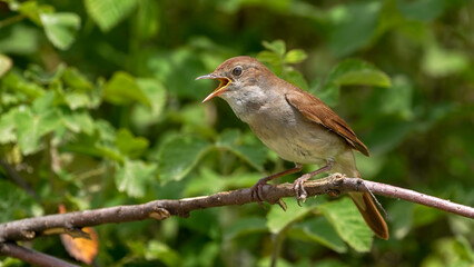 Common Nightingale on nthe branch