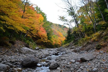 Obraz premium Autumn colors reflect along a rocky creek surrounded by vibrant trees in a tranquil forest