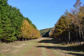 Fototapeta premium A serene autumn pathway lined with vibrant trees under a clear blue sky