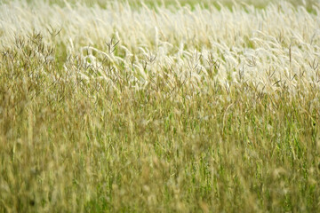 grass background