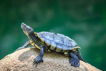 Obraz premium Turtle Basking on a Rock by the Water