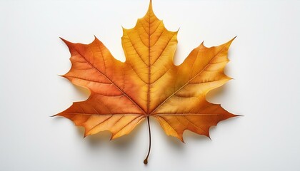 Obraz premium High-resolution image of a maple leaf, ideal for educational materials or nature-themed projects