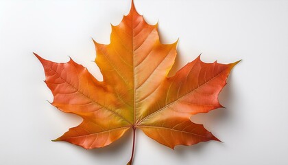 Obraz premium Vibrant orange and yellow maple leaf showcasing the beauty of autumn foliage