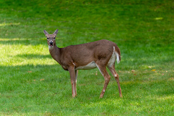 White-tailed Doe Deer Feeding On An Urban Lawn In Fall In Wisconsin