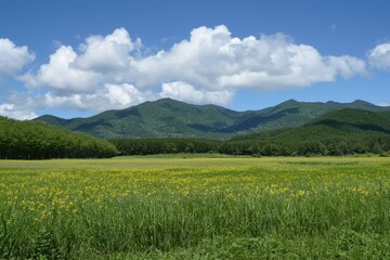 Fototapeta premium Breathtaking summer landscape of lush green fields and mountains under a vibrant blue sky